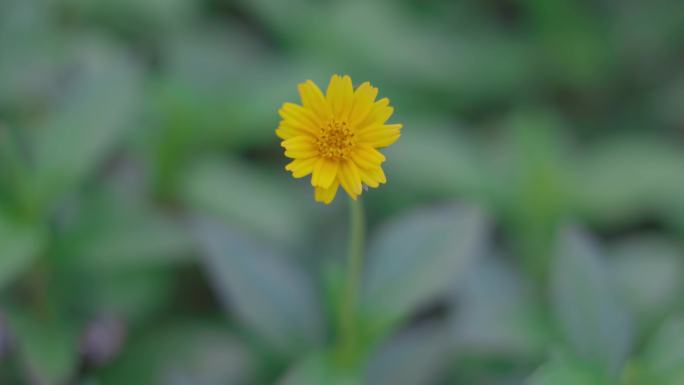 花花草草