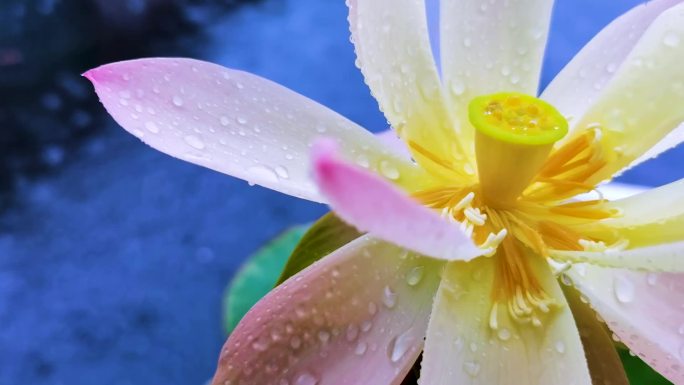 雨中的荷花