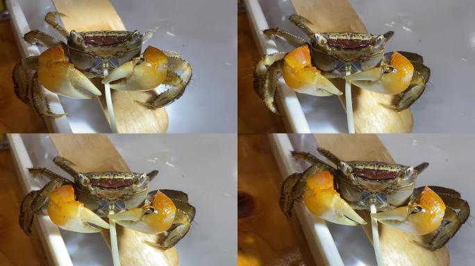 微距拍摄螃蟹进食