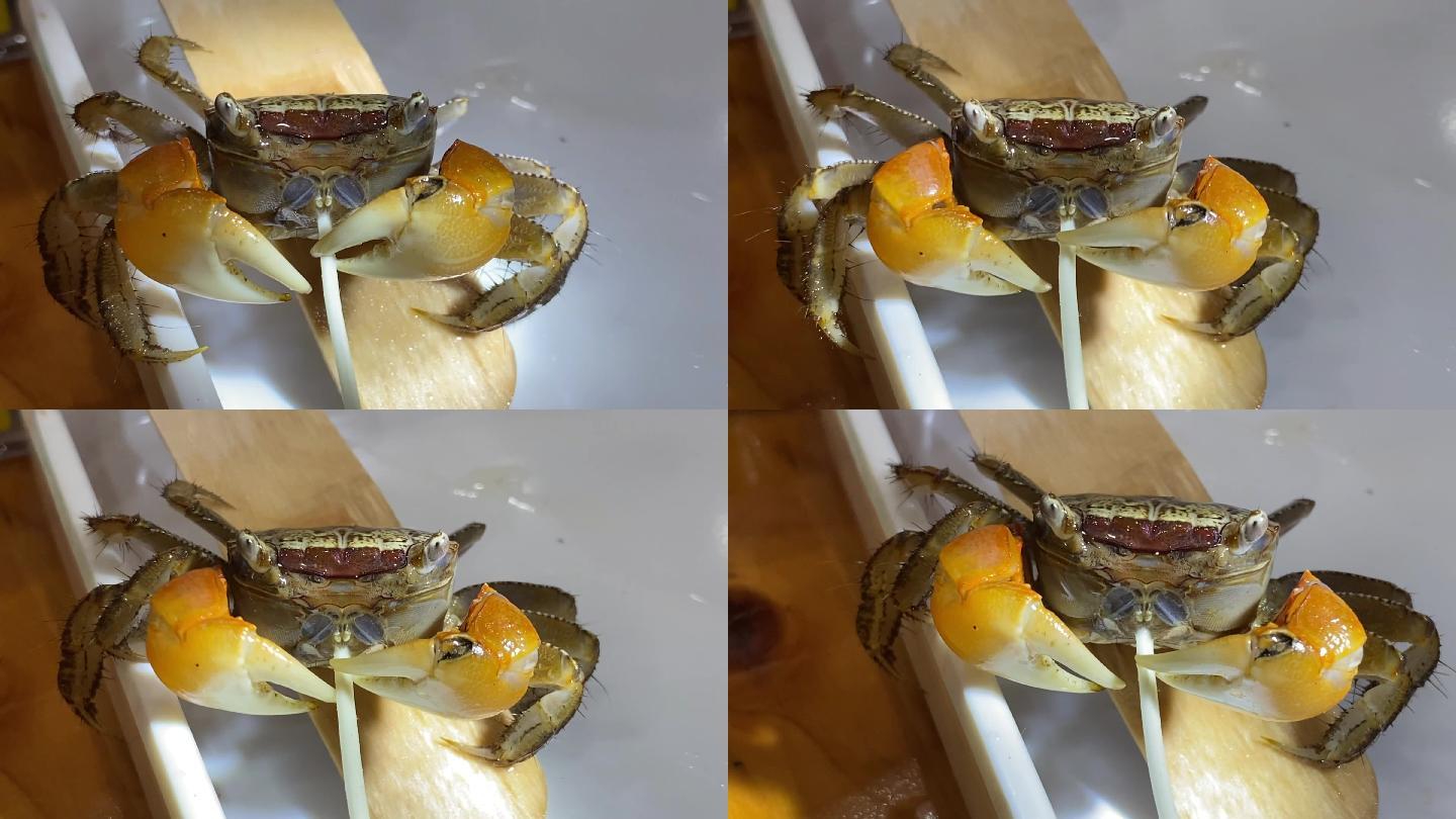 微距拍摄螃蟹进食