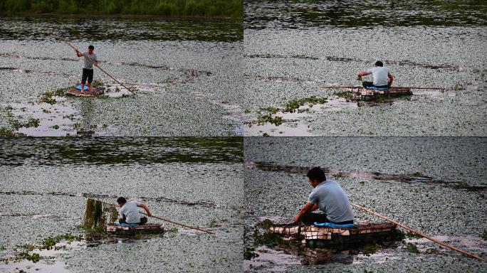 池塘划小船摘菱角