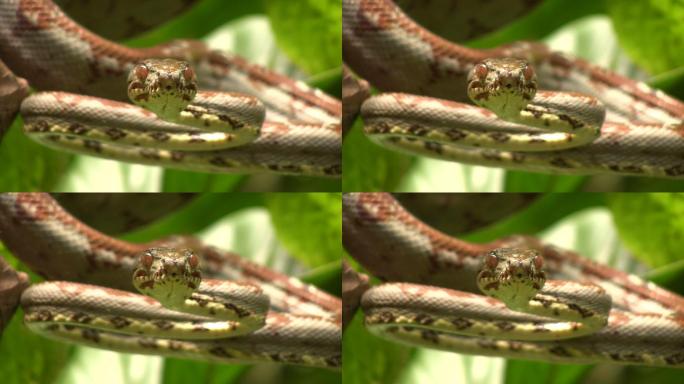 亚马逊树蟒蛇