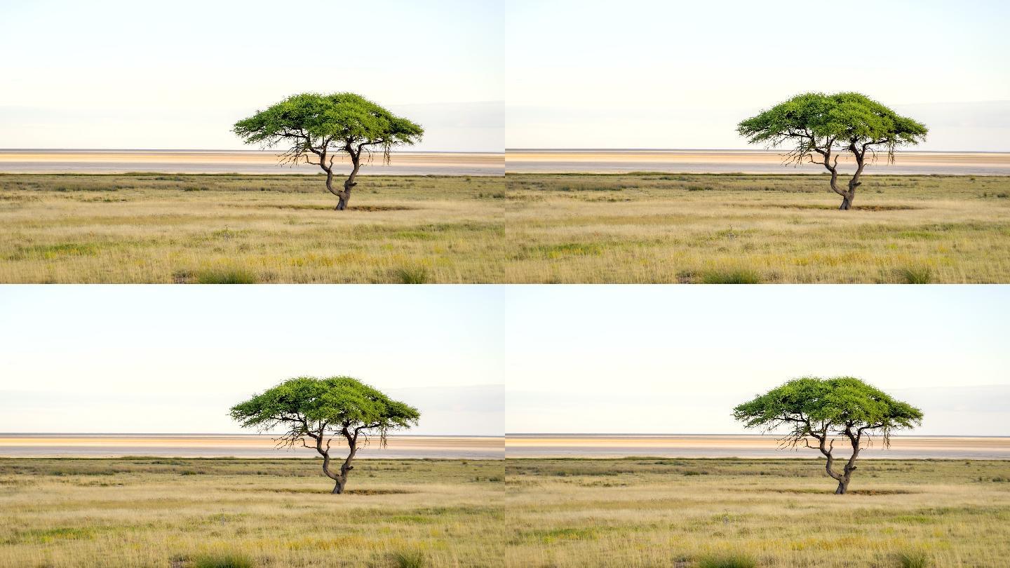 非洲大草原上的一棵孤独的树