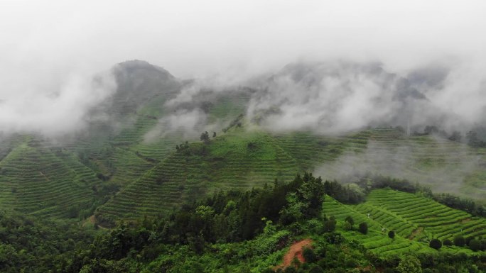 航拍茶山