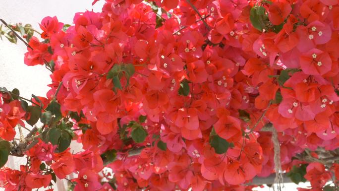 树上的红花三角梅鲜花开花