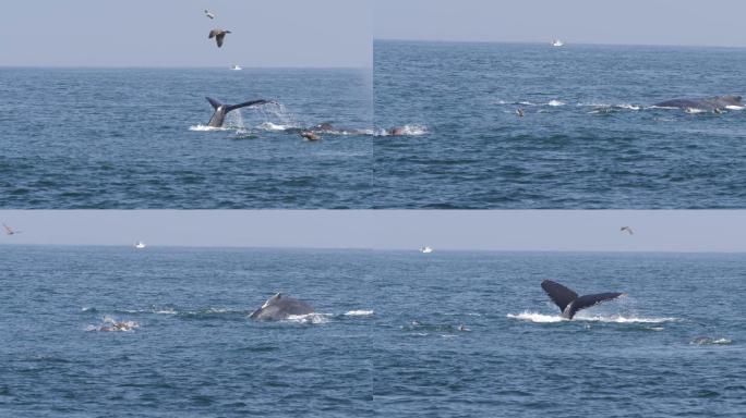 两只座头鲸和海狮在海中游泳