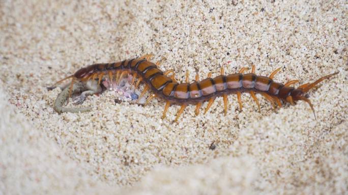 蜈蚣吃沙子上的壁虎