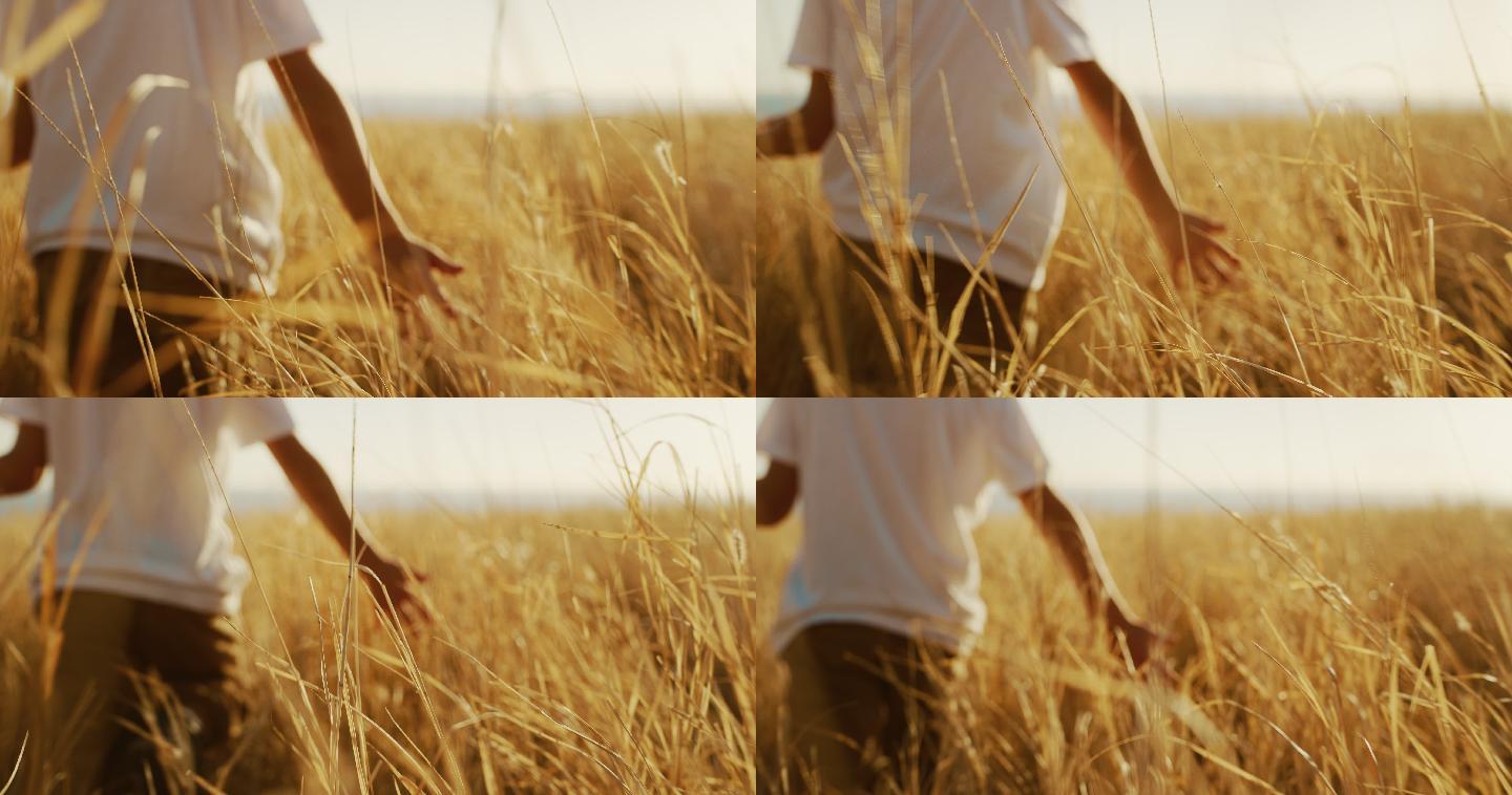 日落时分，小男孩在金色的草地上走过
