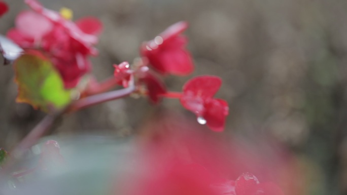 枯萎的花