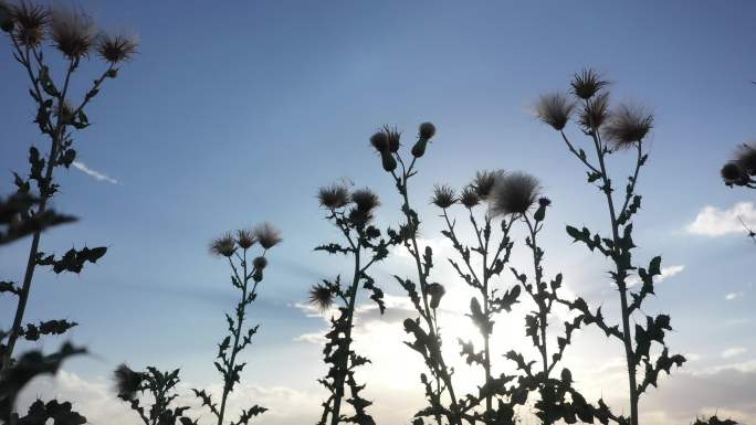逆光马刺草剪影