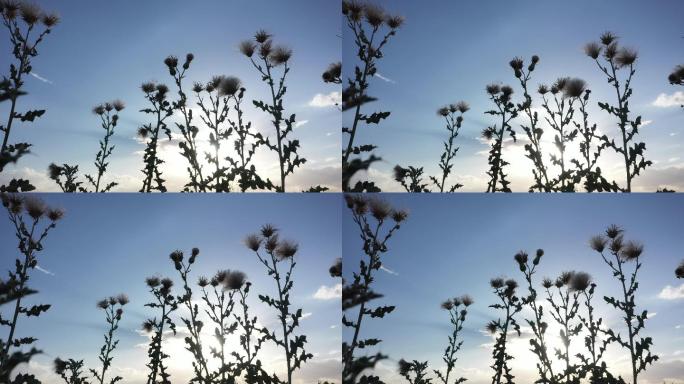 逆光马刺草剪影