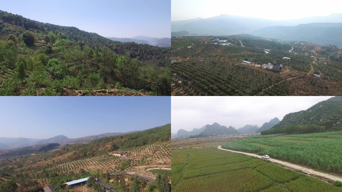 云南丽江、少数民族、茶山、生态农业白鸽