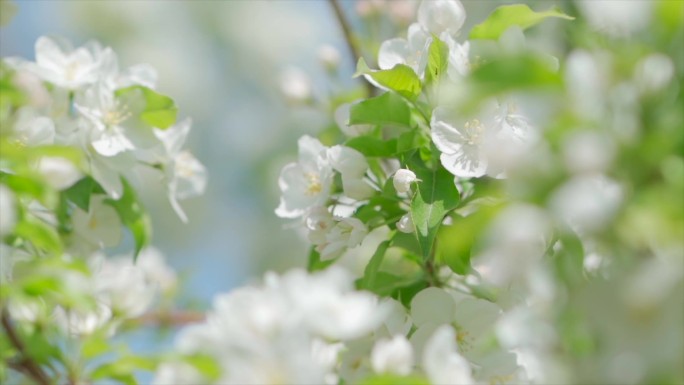 唯美海棠花