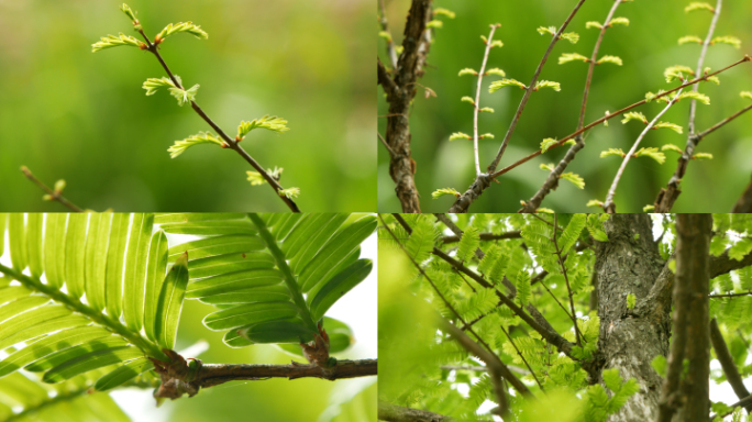 水杉_杉树嫩叶_嫩芽树芽