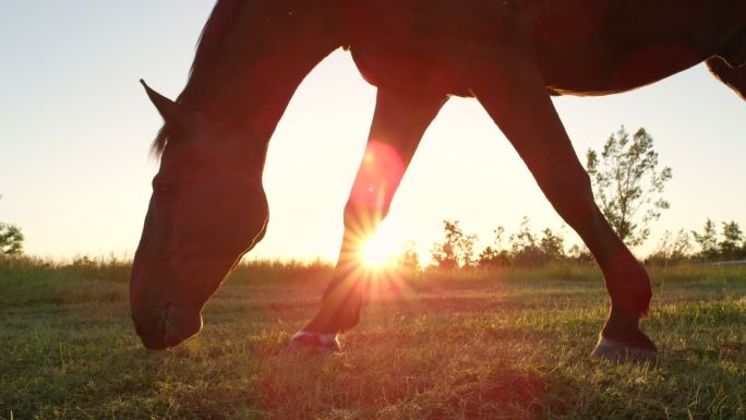 美丽的黑色马在阳光明媚的草地上吃草