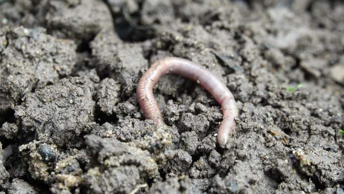 蚯蚓爬进泥土里