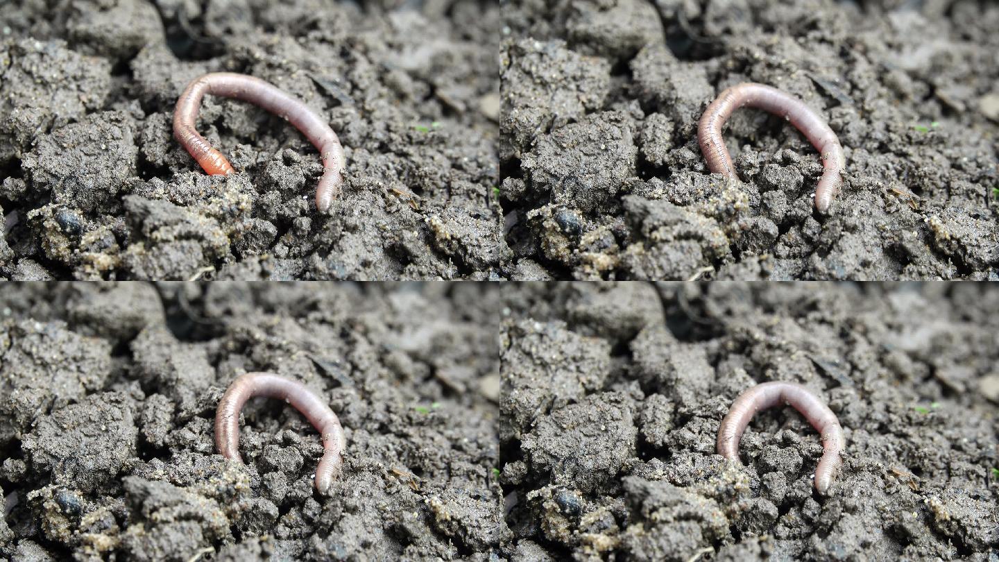 蚯蚓爬进泥土里
