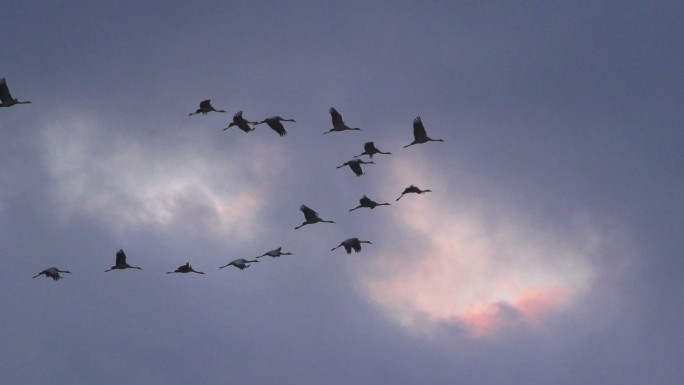 一小群候鸟正在天空飞