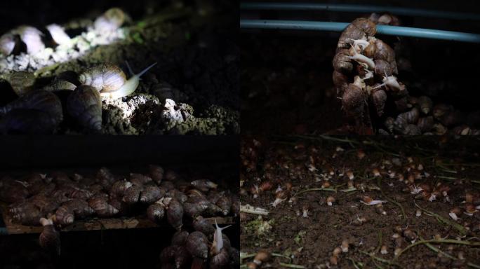 白玉蜗牛蜗牛养殖蜗牛蛋