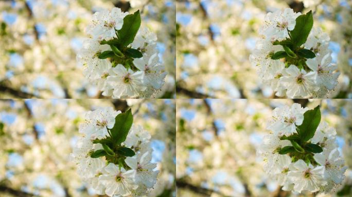 春天盛开的苹果树樱花阳光环境