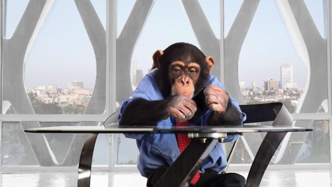 黑猩猩用手机
