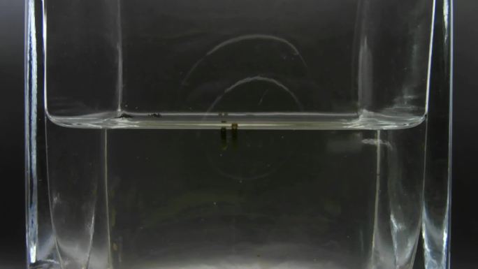 蜜蜂玻璃器皿里的花蚊子