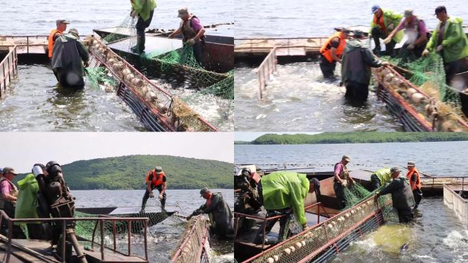 生态水库收网打鱼丰收工人劳作场景鱼跃龙门