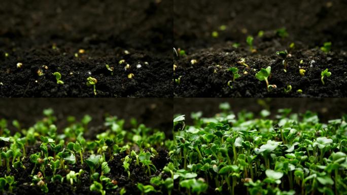 发芽春天植物生长