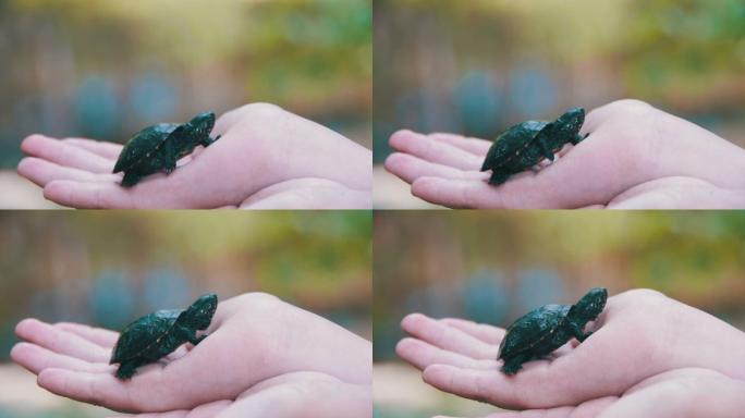 男孩拿着一只小乌龟在手心