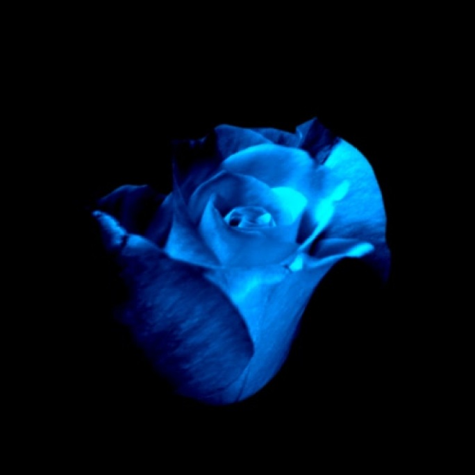 blue玫瑰2通道蓝色玫瑰花