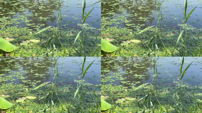 夏日池塘 蜻蜓