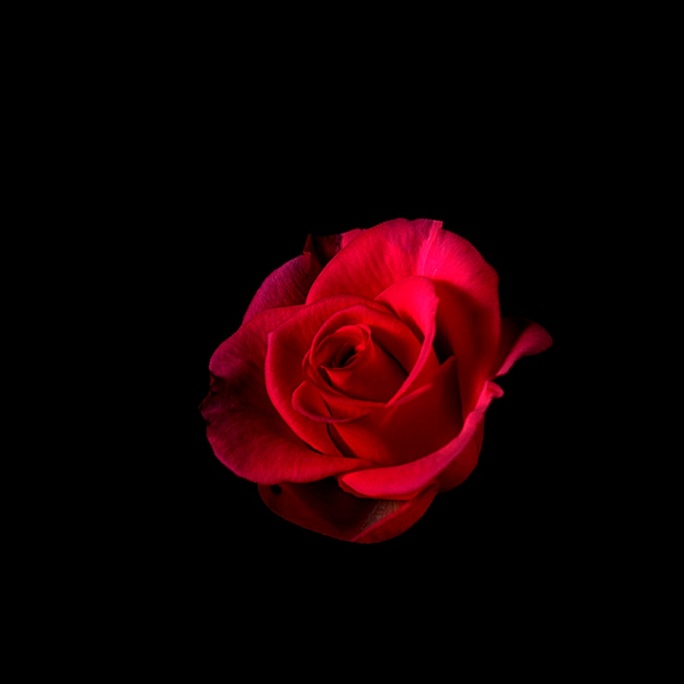 红色玫瑰花1