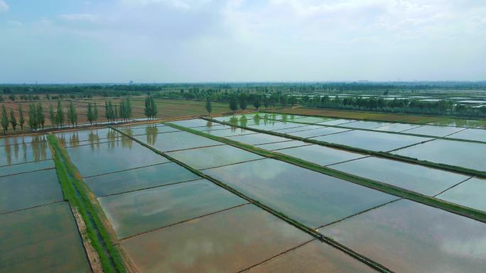 水稻稻田水田水利灌溉