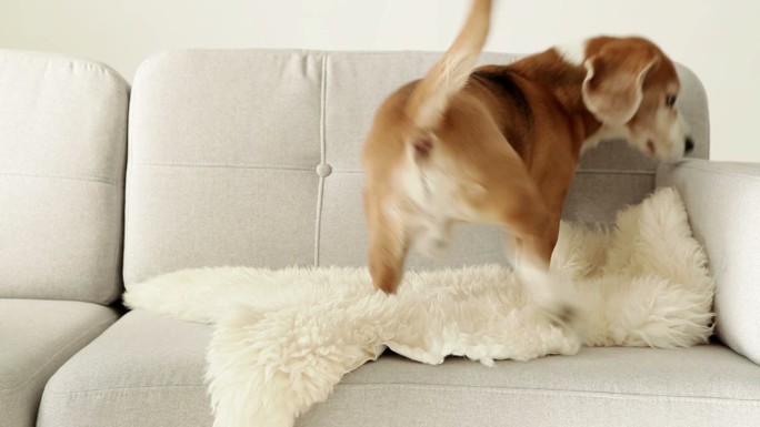 小猎犬跳到沙发上。