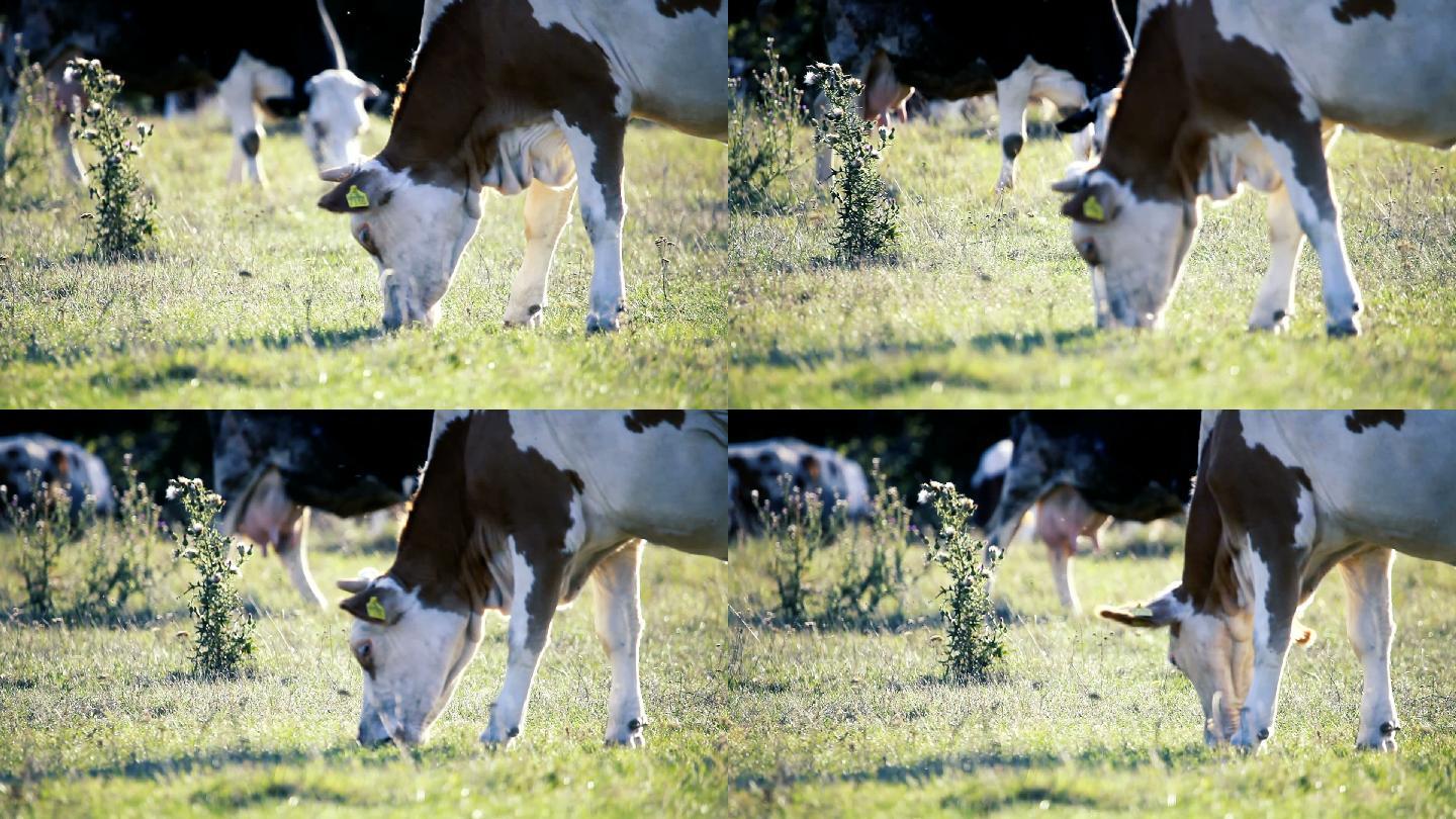 牛吃草