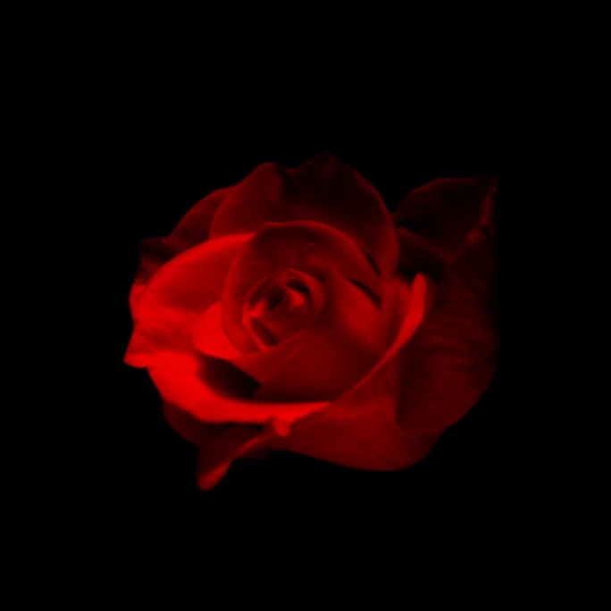 红色玫瑰花3