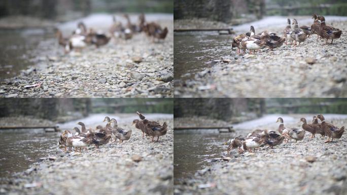 鸭子在河边戏水