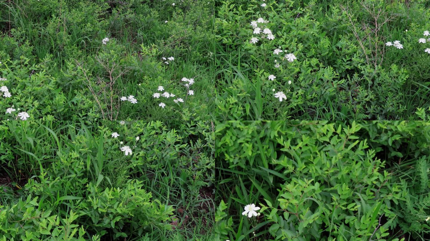 荒野白花-棉团铁线莲