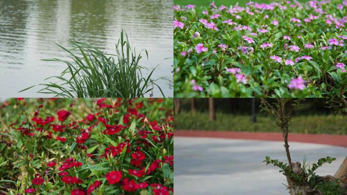 4K自然小清新，溪水水草，野花