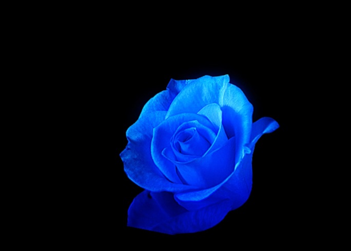 blue玫瑰1蓝玫瑰
