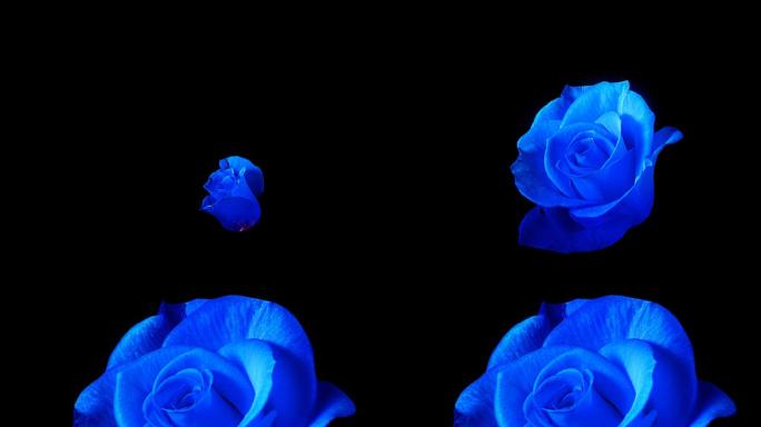 blue玫瑰1蓝玫瑰