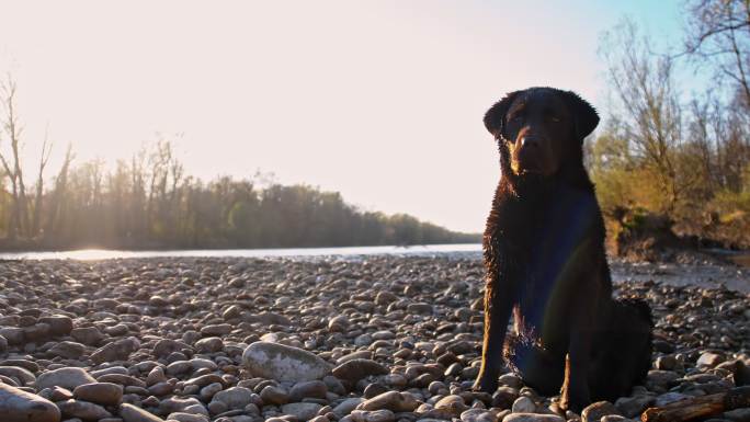拉布拉多犬在河边