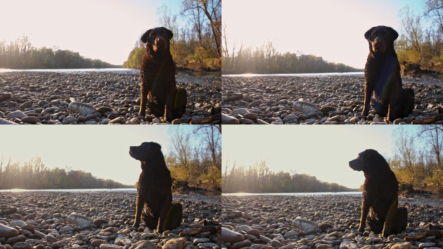 拉布拉多犬在河边