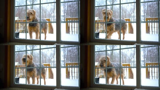 爱尔戴尔猎犬想从后院回到家里