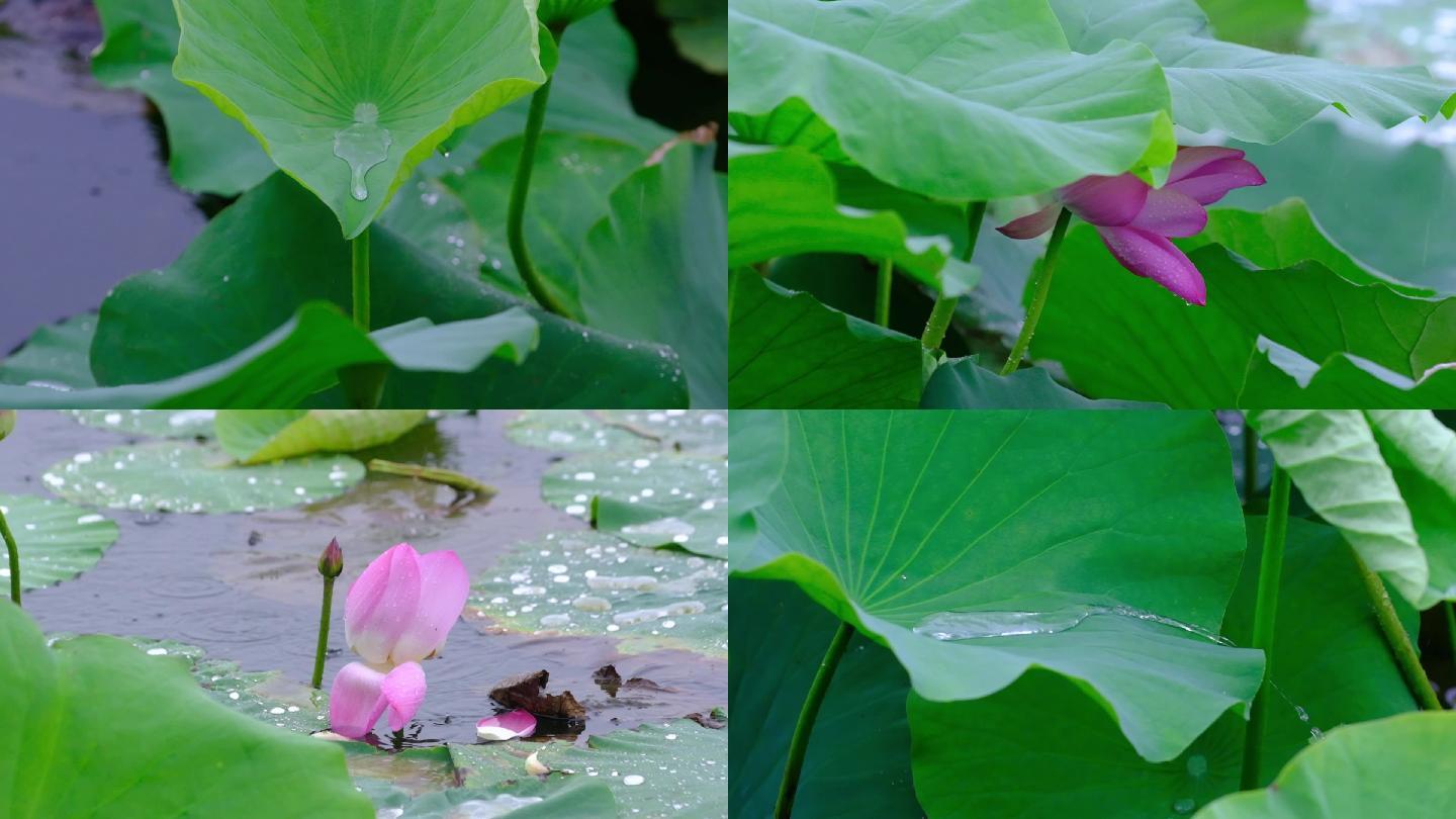 升格拍摄雨打荷花