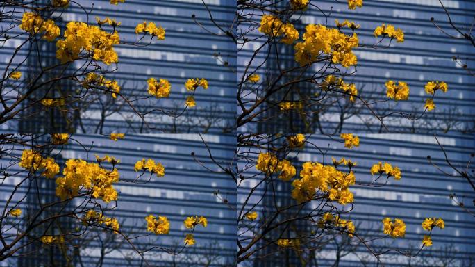 城市里的黄花风铃木