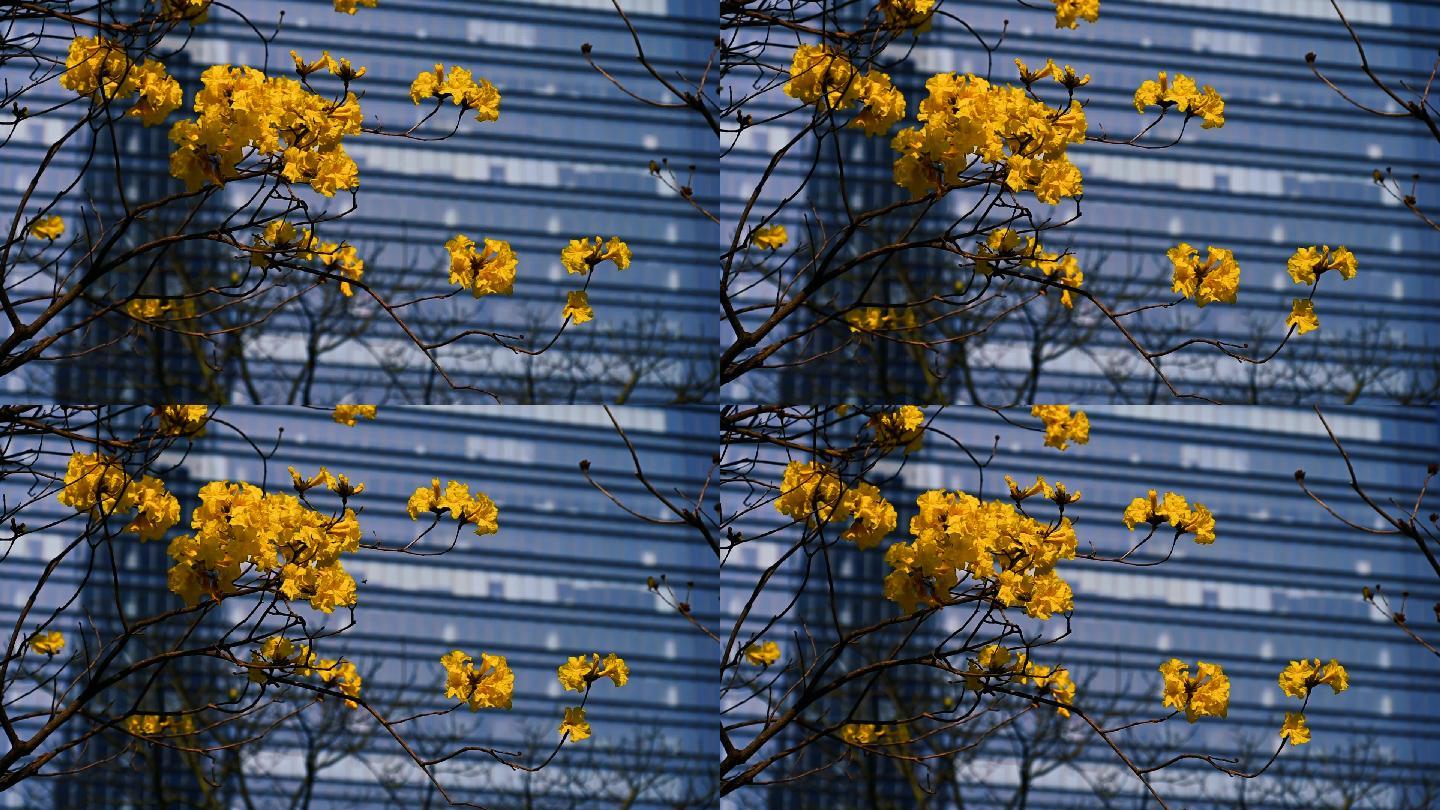 城市里的黄花风铃木