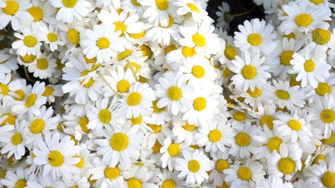 美丽的白色雏菊花