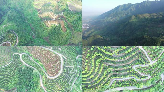 高清油茶茶园高山农业种植基地航拍