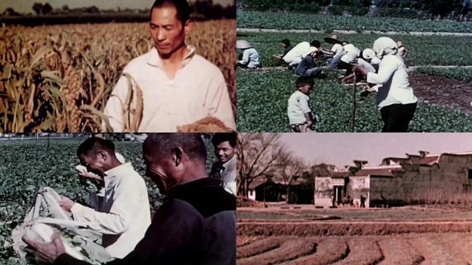 50年代农村农业
